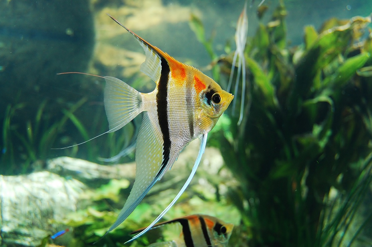 Les poissons qui peuvent cohabiter dans un aquarium